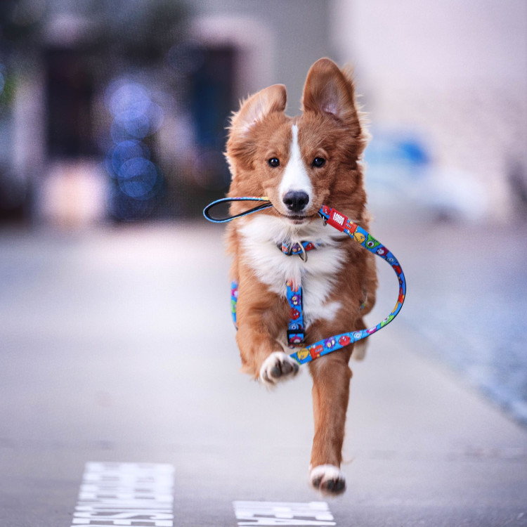 Multifunction Leash Multi Function Leash - Little Monsters | Max & Molly