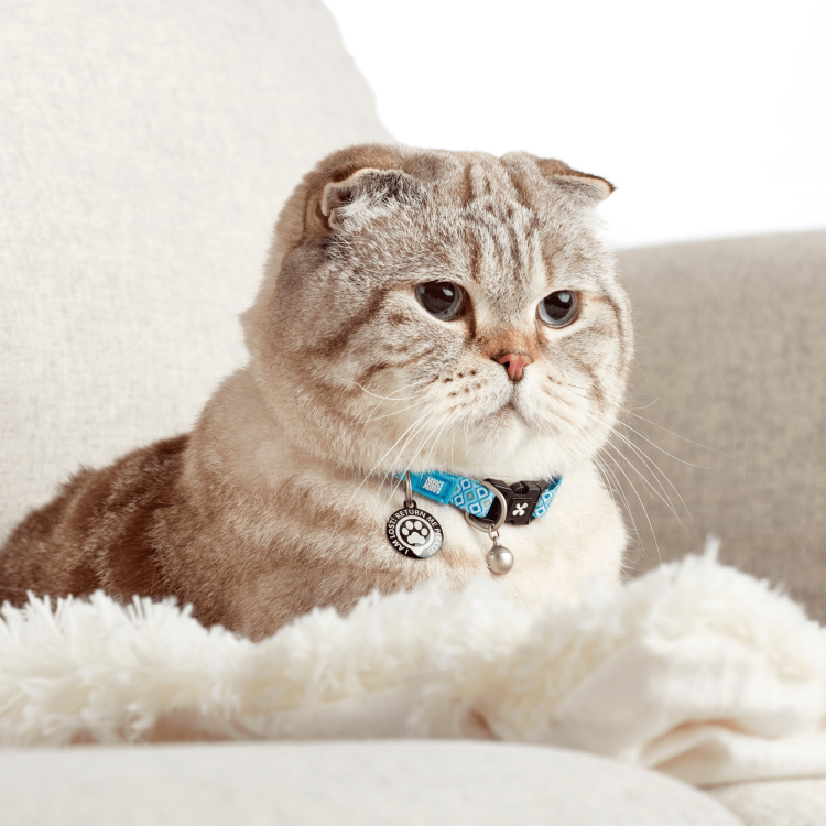 Smart ID Cat Collar - Retro Blue | Max & Molly